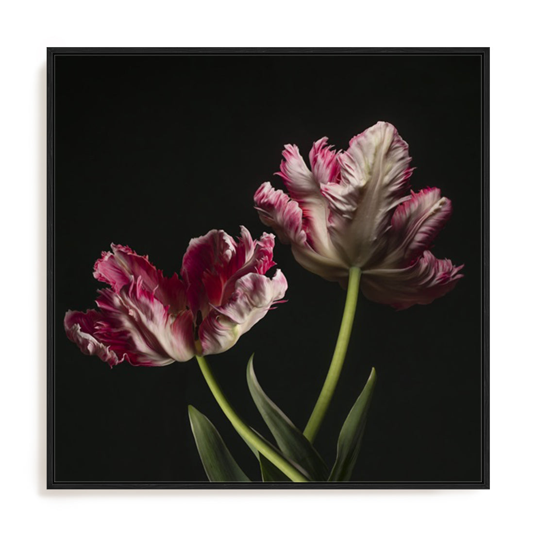 Open Bloomed Tulips