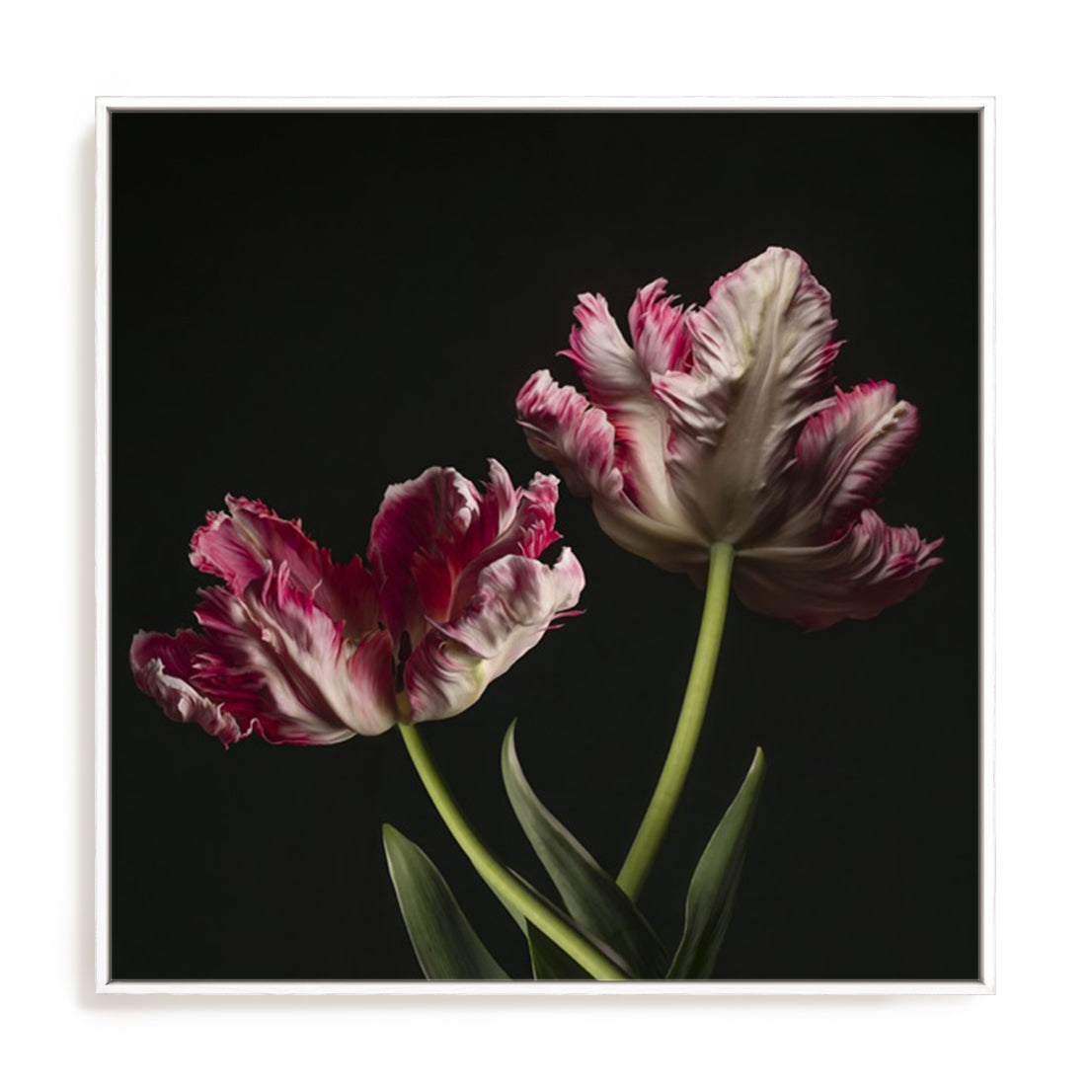 Open Bloomed Tulips