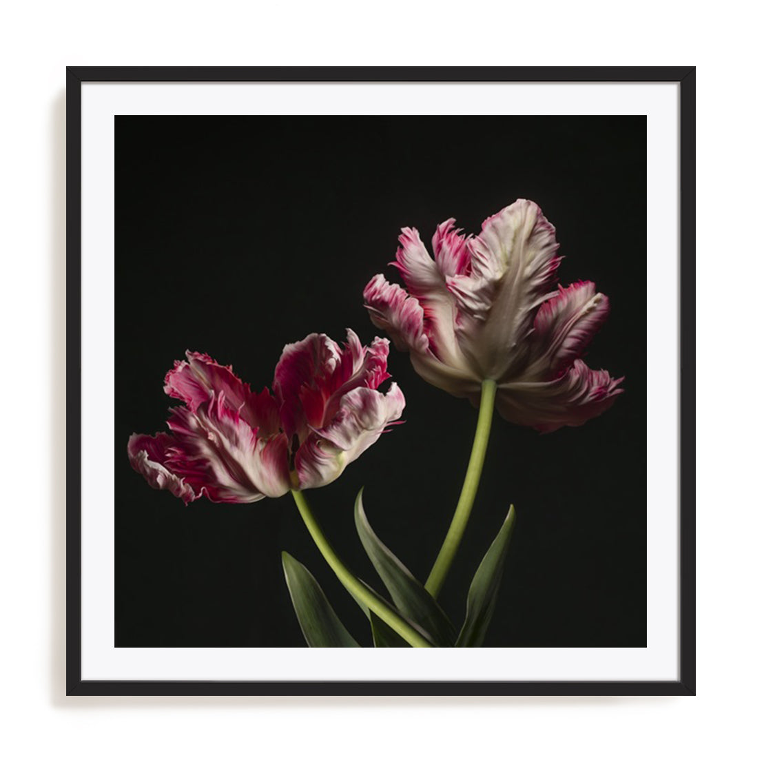 Open Bloomed Tulips