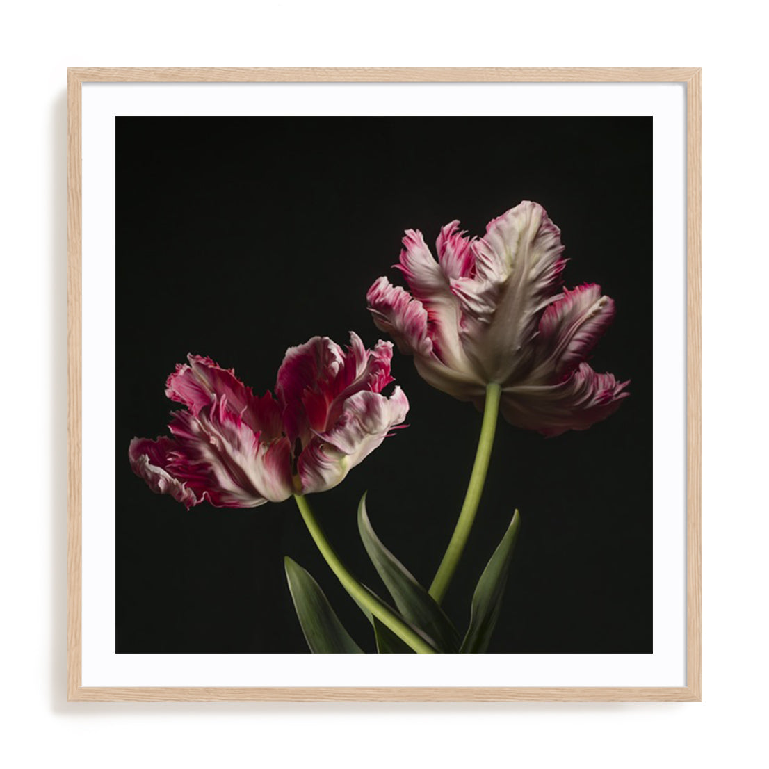 Open Bloomed Tulips