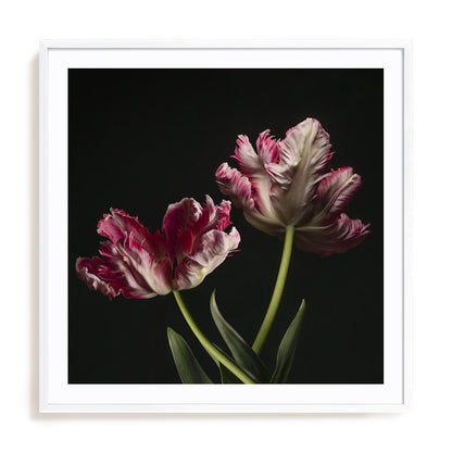 Open Bloomed Tulips