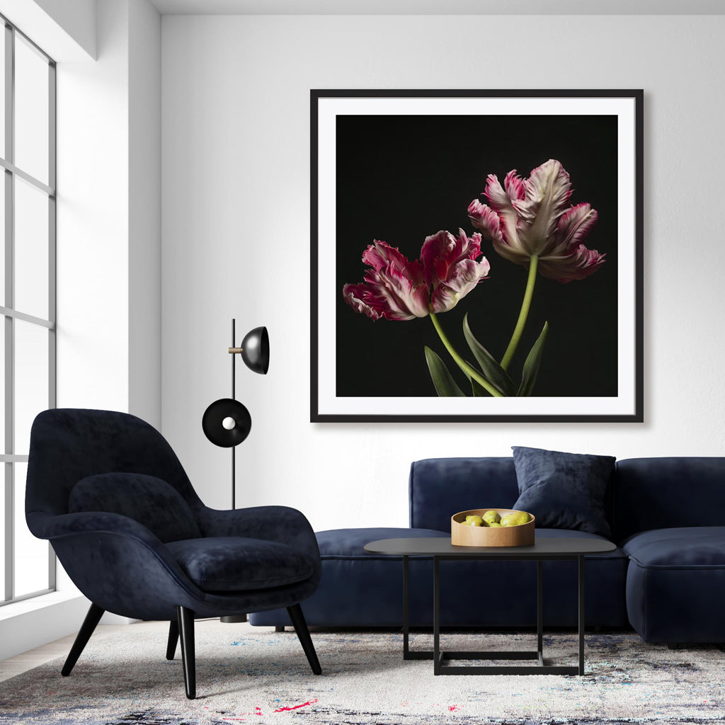 Open Bloomed Tulips