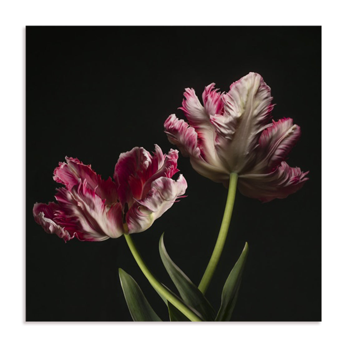 Open Bloomed Tulips