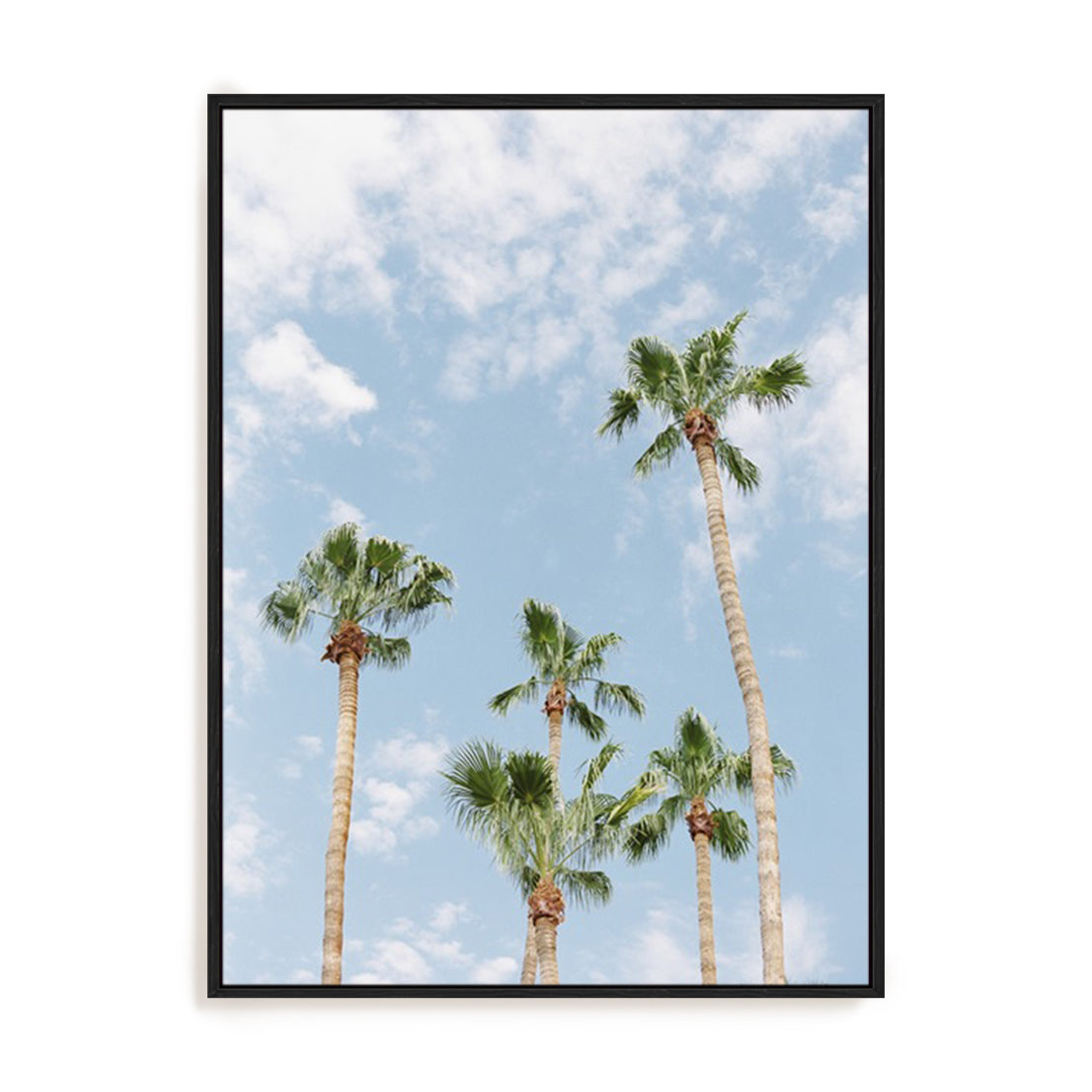 Palms