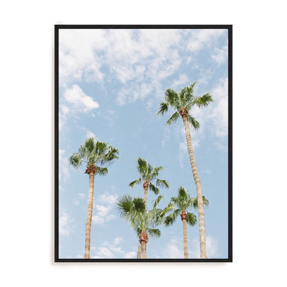 Palms