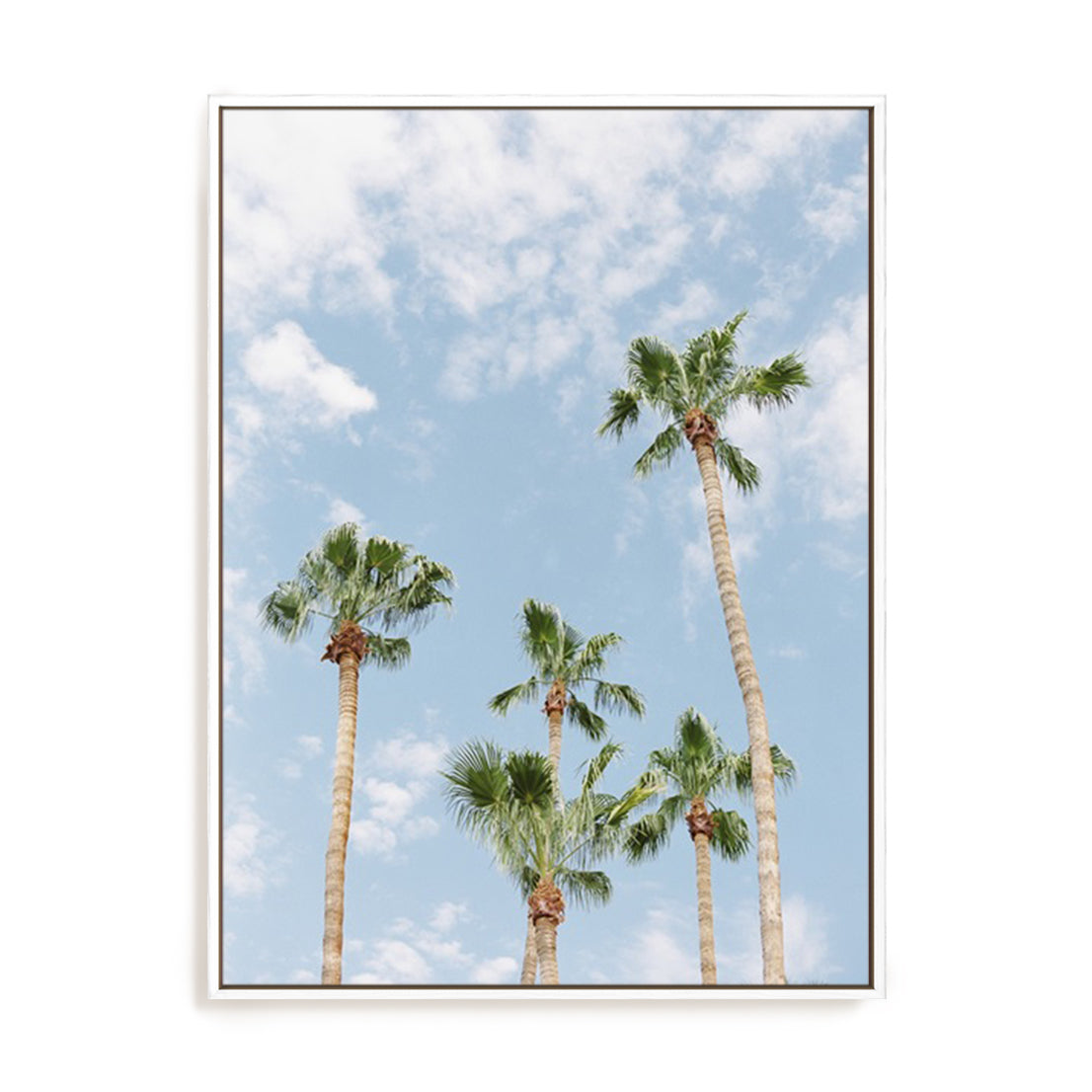 Palms