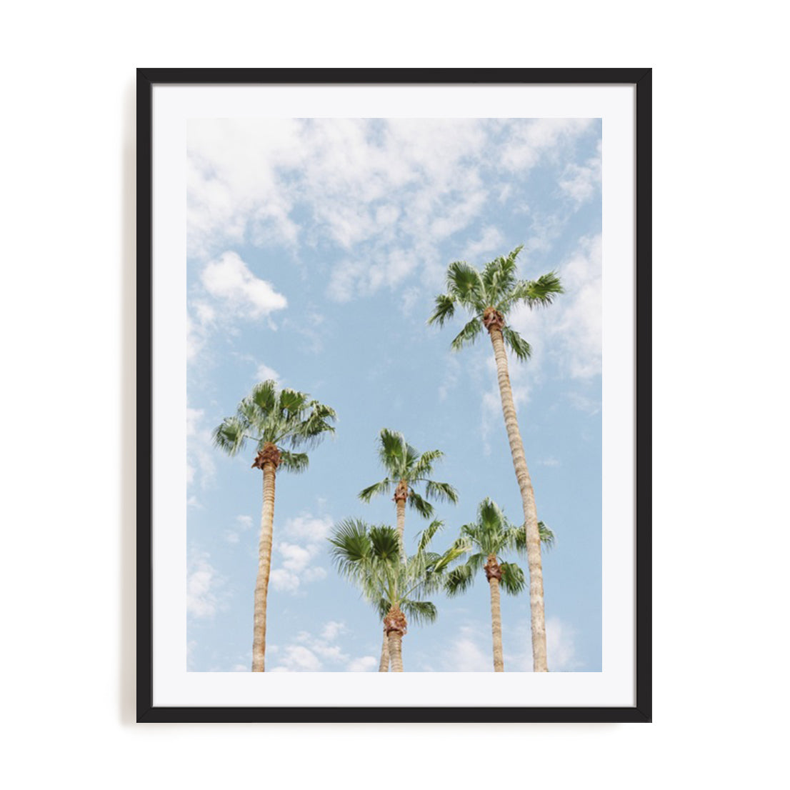 Palms