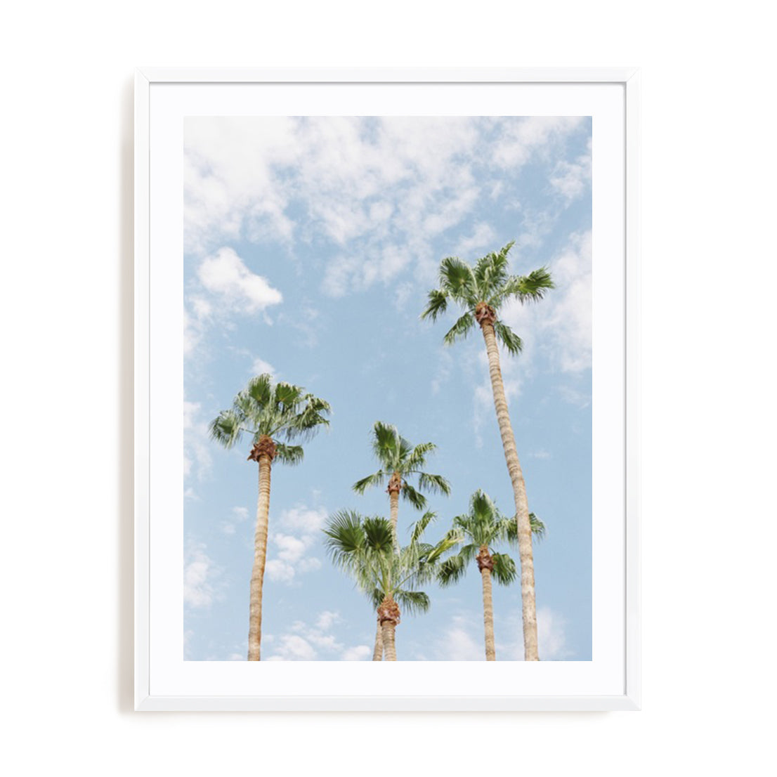 Palms