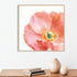 Garden Poppy Flipped on White Crop Wall Art