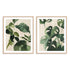 Tropical Study Linen II and IV Wall Art