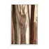 Woodland Awakening Wall Art