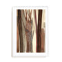 Woodland Awakening Wall Art