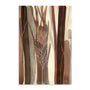 Woodland Awakening Wall Art